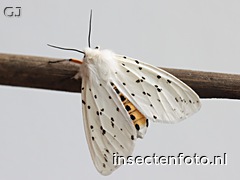 vlinder (5168*3876)